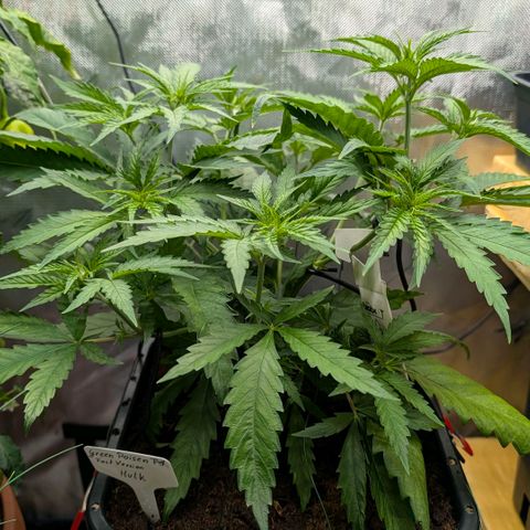 Hulk 🧟‍♀️ growlog timeline photo
