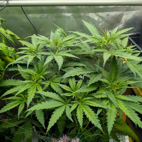 Hulk 🧟‍♀️ growlog timeline photo