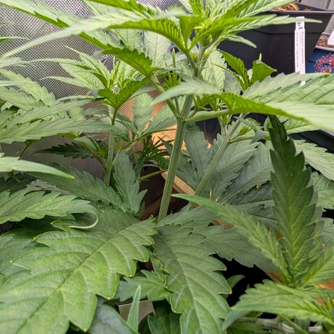 Hulk 🧟‍♀️ growlog photo: Und hier ist ein neuer zukünftiger Steckling 