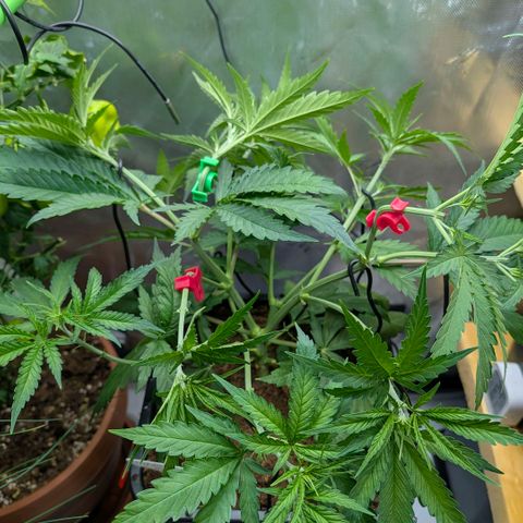 Hulk 🧟‍♀️ growlog timeline photo