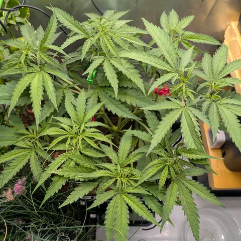 Hulk 🧟‍♀️ growlog timeline photo