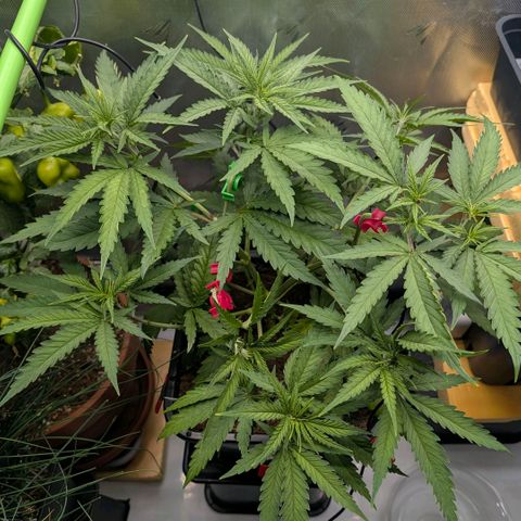 Hulk 🧟‍♀️ growlog timeline photo
