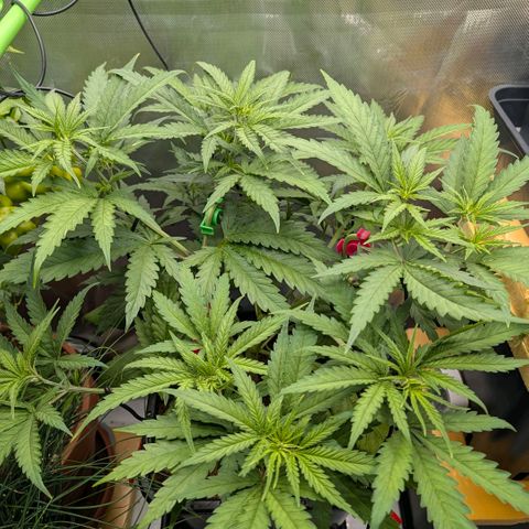 Hulk 🧟‍♀️ growlog timeline photo