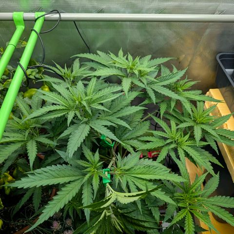 Hulk 🧟‍♀️ growlog timeline photo