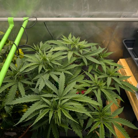 Hulk 🧟‍♀️ growlog timeline photo