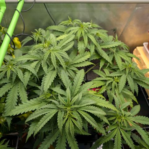 Hulk 🧟‍♀️ growlog timeline photo