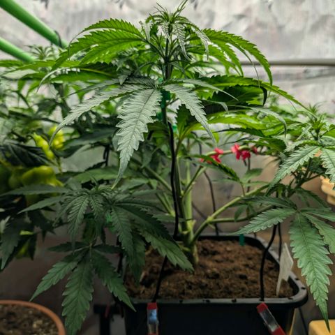 Hulk 🧟‍♀️ growlog timeline photo