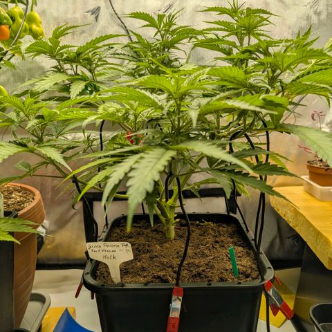 Hulk 🧟‍♀️ growlog timeline photo