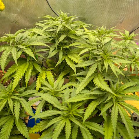 Hulk 🧟‍♀️ growlog timeline photo