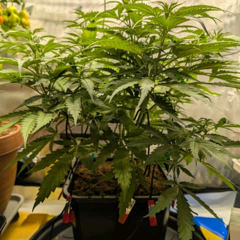 Hulk 🧟‍♀️ growlog timeline photo