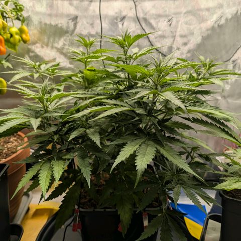 Hulk 🧟‍♀️ growlog timeline photo