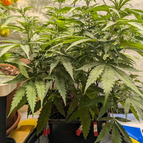 Hulk 🧟‍♀️ growlog timeline photo