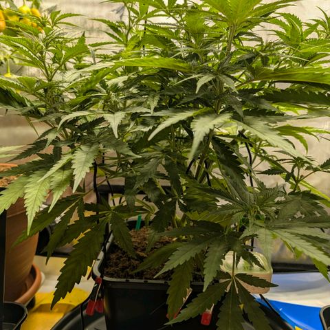 Hulk 🧟‍♀️ growlog timeline photo
