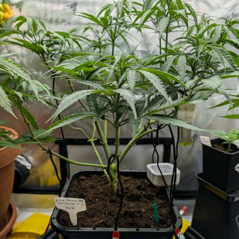 Hulk 🧟‍♀️ growlog timeline photo