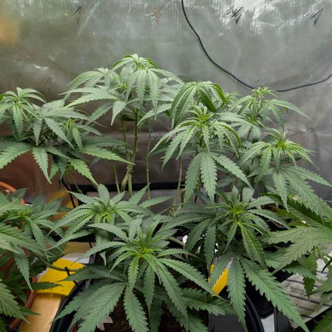Hulk 🧟‍♀️ growlog timeline photo