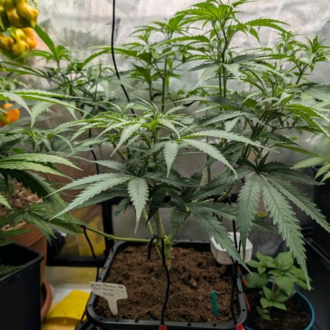 Hulk 🧟‍♀️ growlog timeline photo