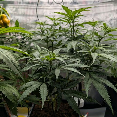 Hulk 🧟‍♀️ growlog timeline photo