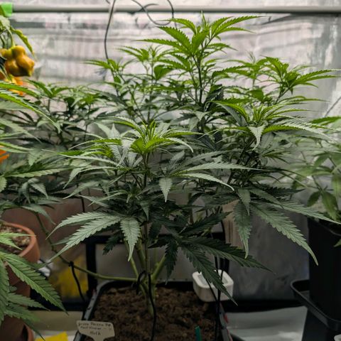 Hulk 🧟‍♀️ growlog timeline photo