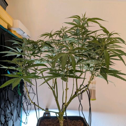 Hulk 🧟‍♀️ growlog timeline photo
