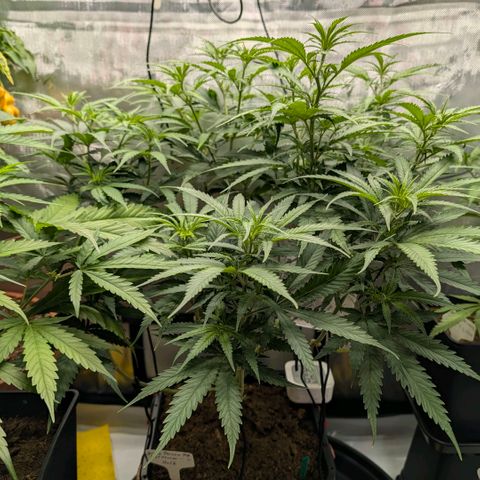 Hulk 🧟‍♀️ growlog timeline photo