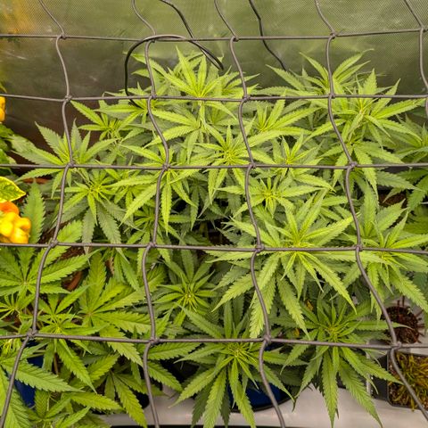 Hulk 🧟‍♀️ growlog timeline photo