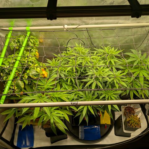 Hulk 🧟‍♀️ growlog timeline photo