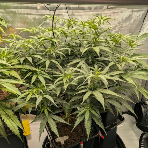 Hulk 🧟‍♀️ growlog timeline photo