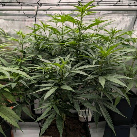 Hulk 🧟‍♀️ growlog timeline photo