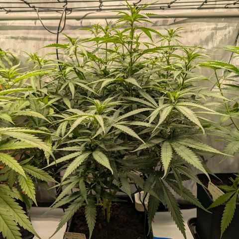 Hulk 🧟‍♀️ growlog timeline photo