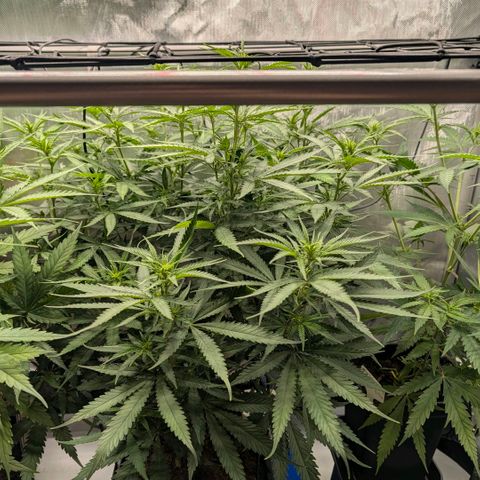Hulk 🧟‍♀️ growlog timeline photo
