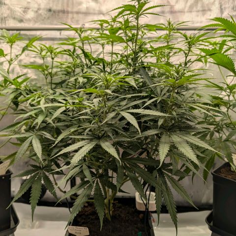 Hulk 🧟‍♀️ growlog timeline photo