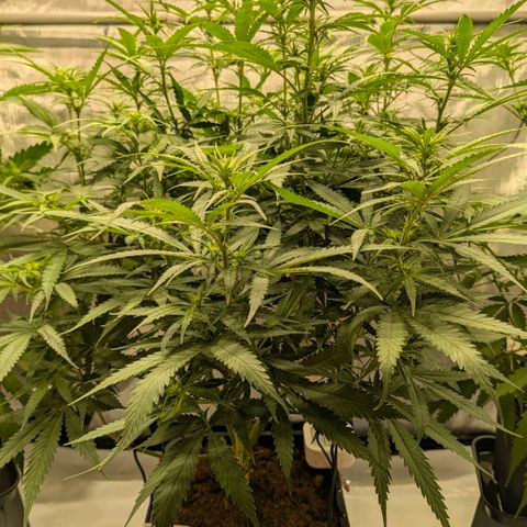 Hulk 🧟‍♀️ growlog timeline photo