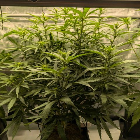 Hulk 🧟‍♀️ growlog timeline photo