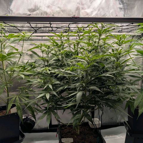 Hulk 🧟‍♀️ growlog timeline photo