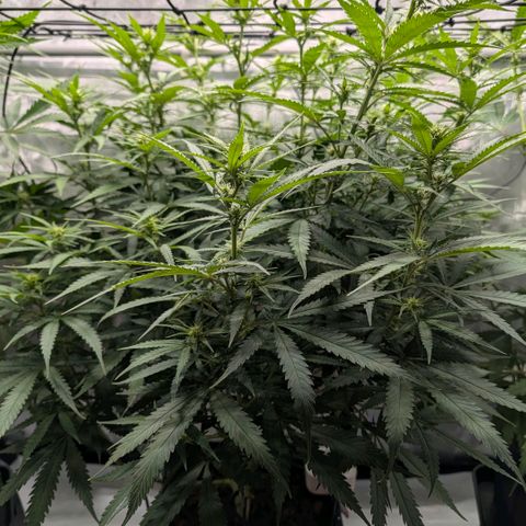 Hulk 🧟‍♀️ growlog timeline photo