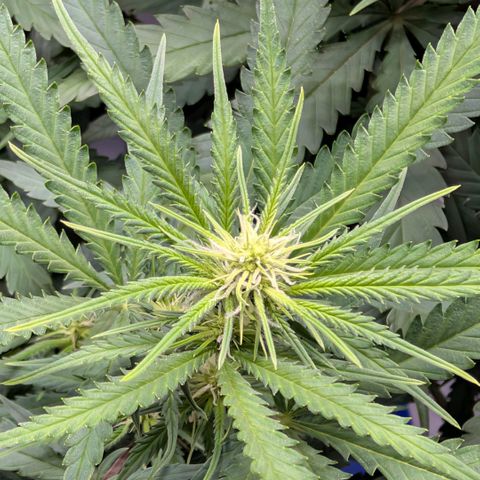 Hulk 🧟‍♀️ growlog timeline photo