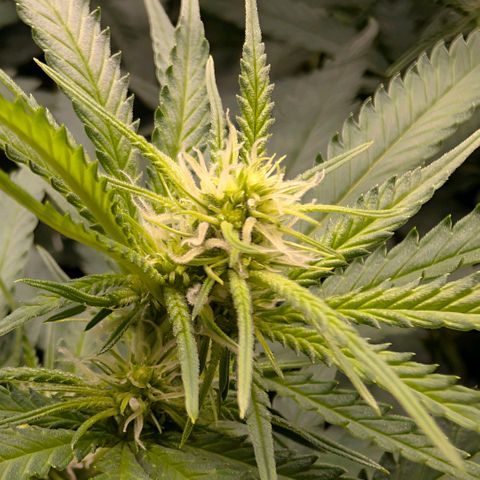 Hulk 🧟‍♀️ growlog timeline photo