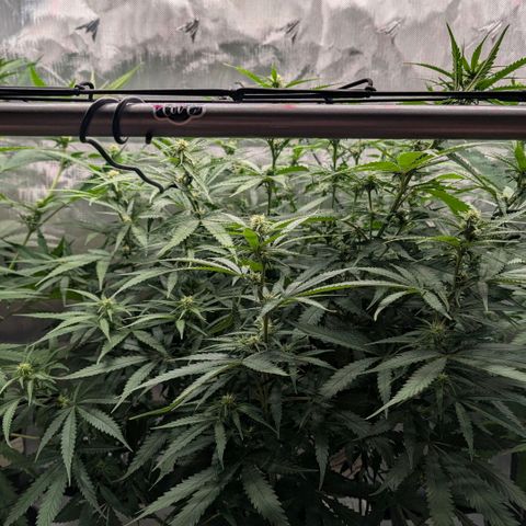 Hulk 🧟‍♀️ growlog timeline photo
