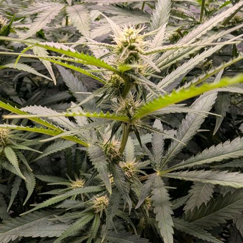 Hulk 🧟‍♀️ growlog timeline photo