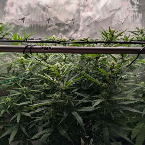 Hulk 🧟‍♀️ growlog timeline photo