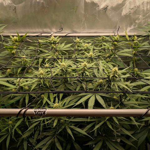 Hulk 🧟‍♀️ growlog timeline photo