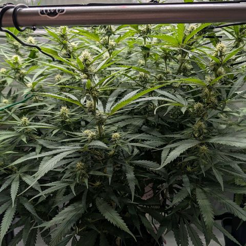 Hulk 🧟‍♀️ growlog timeline photo