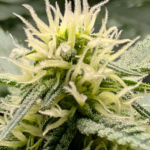 Hulk 🧟‍♀️ growlog timeline photo