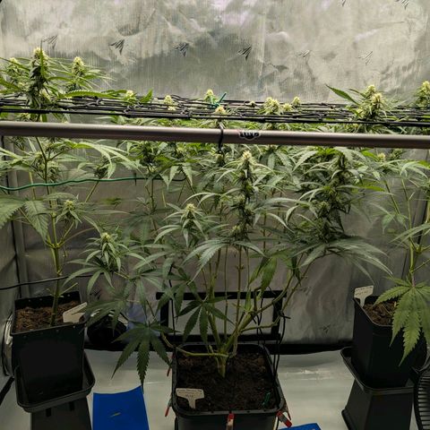 Hulk 🧟‍♀️ growlog timeline photo