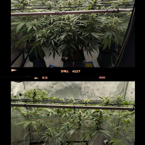 Hulk 🧟‍♀️ growlog timeline photo