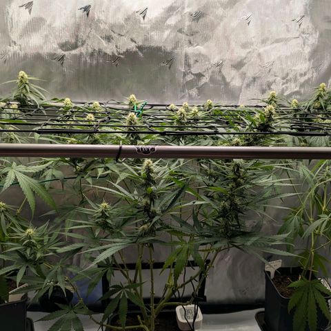 Hulk 🧟‍♀️ growlog timeline photo