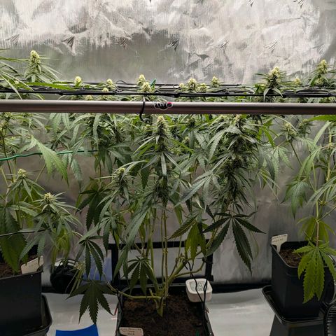 Hulk 🧟‍♀️ growlog timeline photo