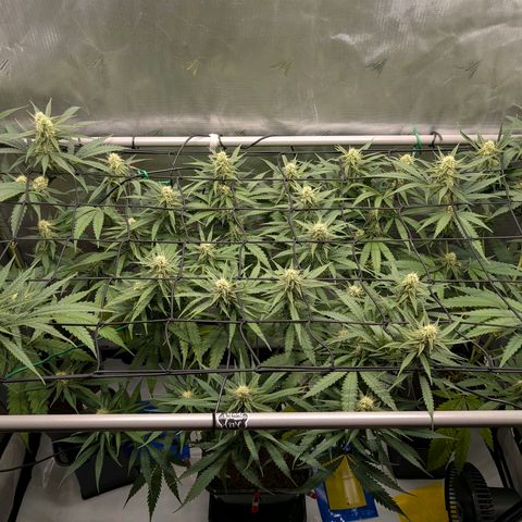 Hulk 🧟‍♀️ growlog timeline photo