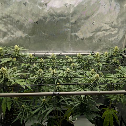 Hulk 🧟‍♀️ growlog timeline photo