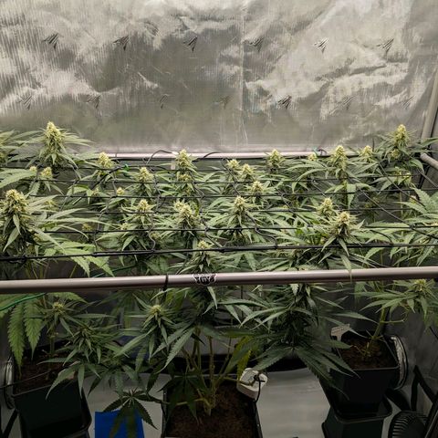 Hulk 🧟‍♀️ growlog timeline photo